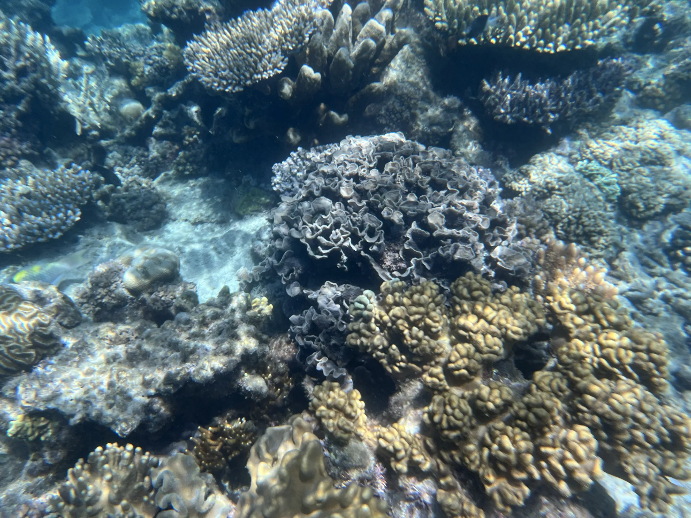 浮潜时拍摄的大堡礁水下景色