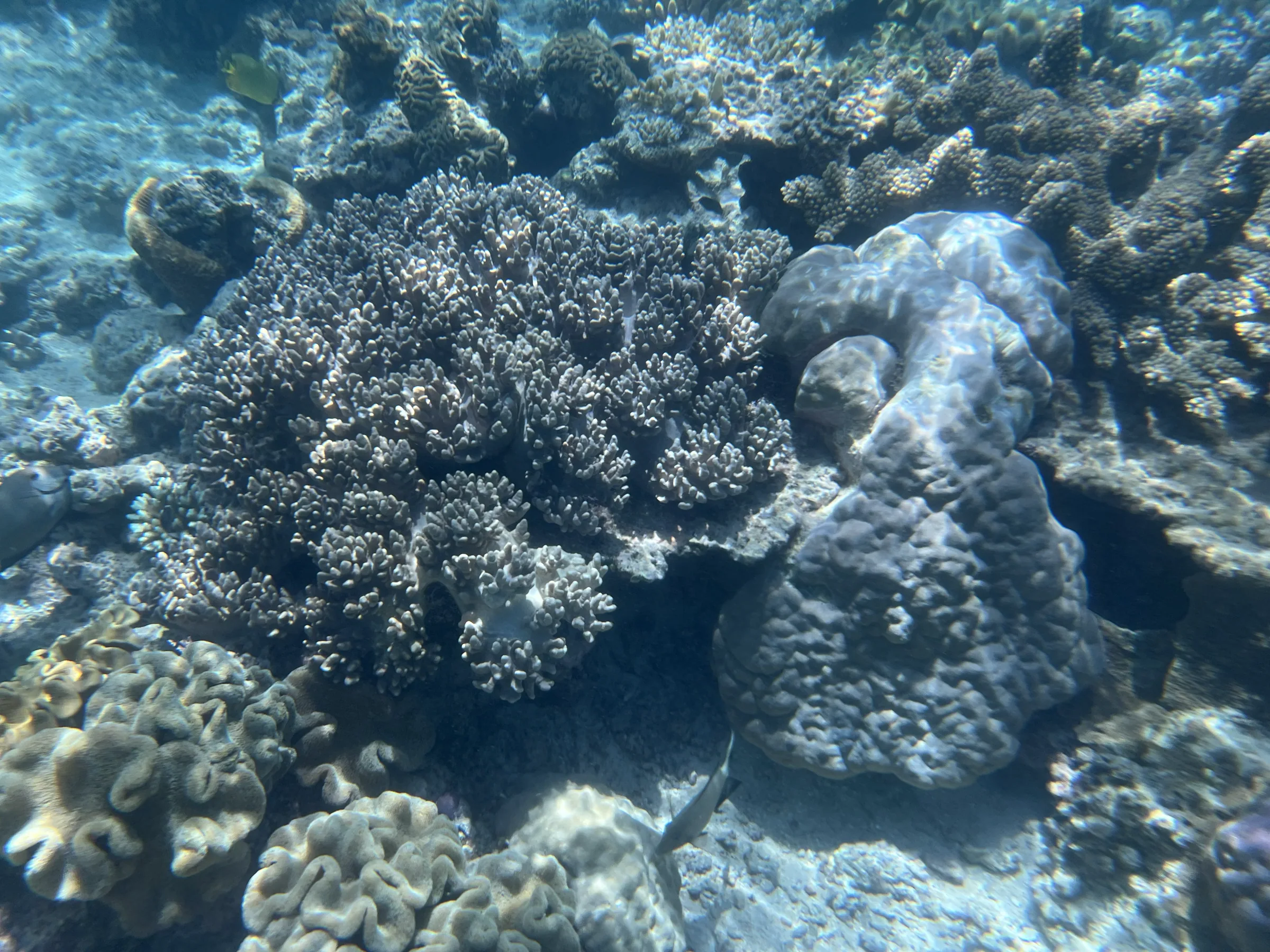 阳光下梦幻的大堡礁海底