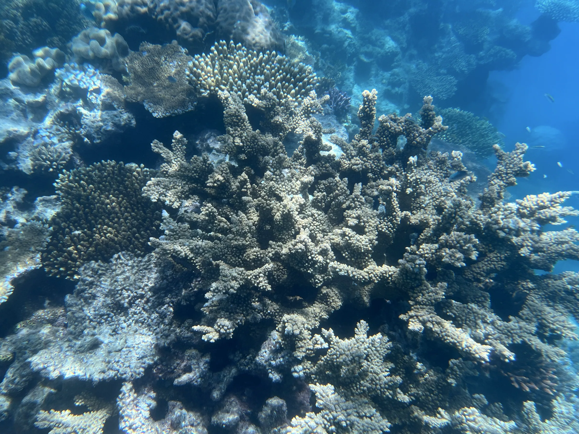 浮潜途中看到的珊瑚礁
