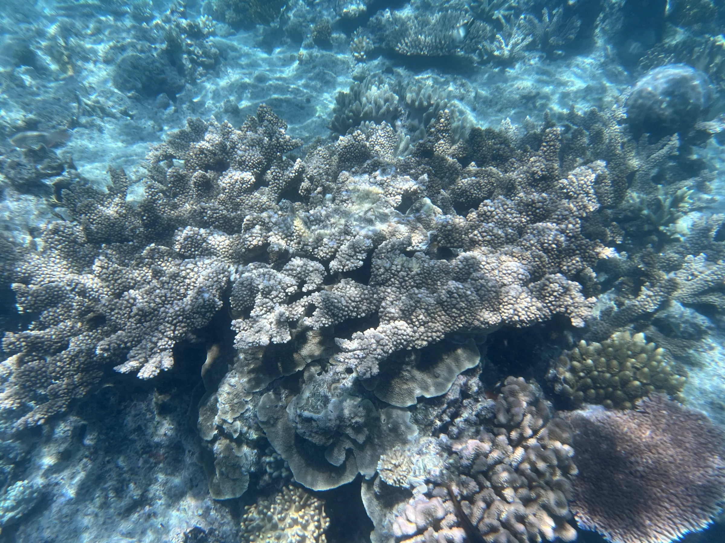 大堡礁丰富的水下地貌