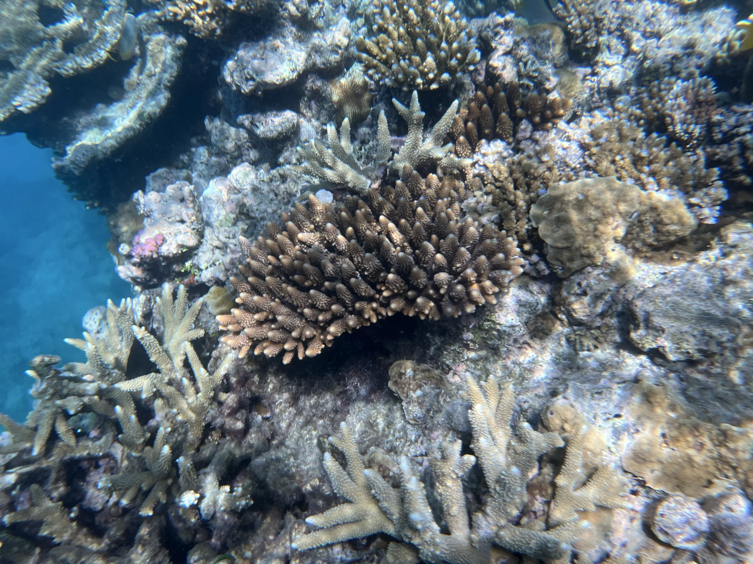 清澈海水中的珊瑚礁