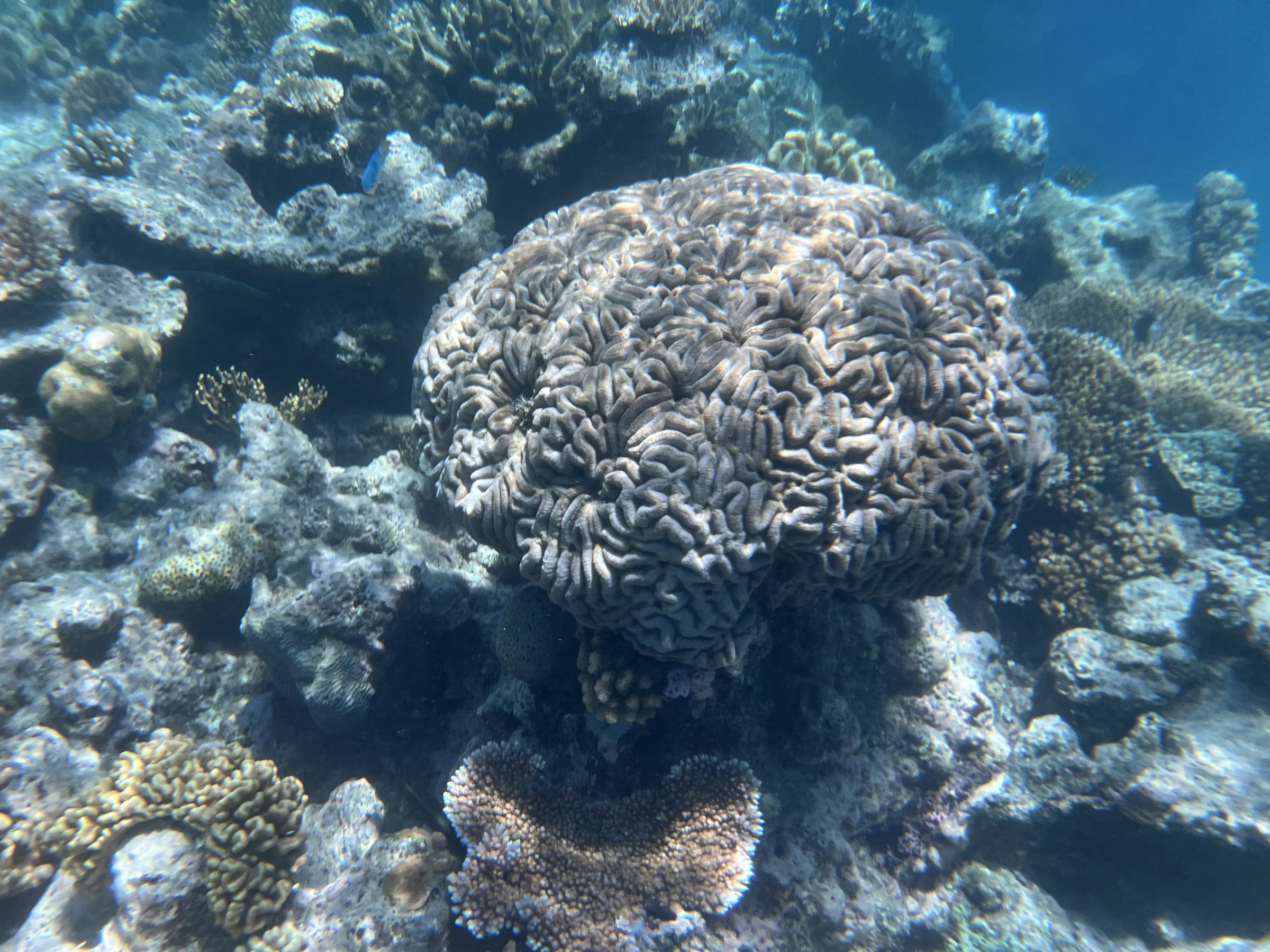 浮潜看到的大堡礁水下风景