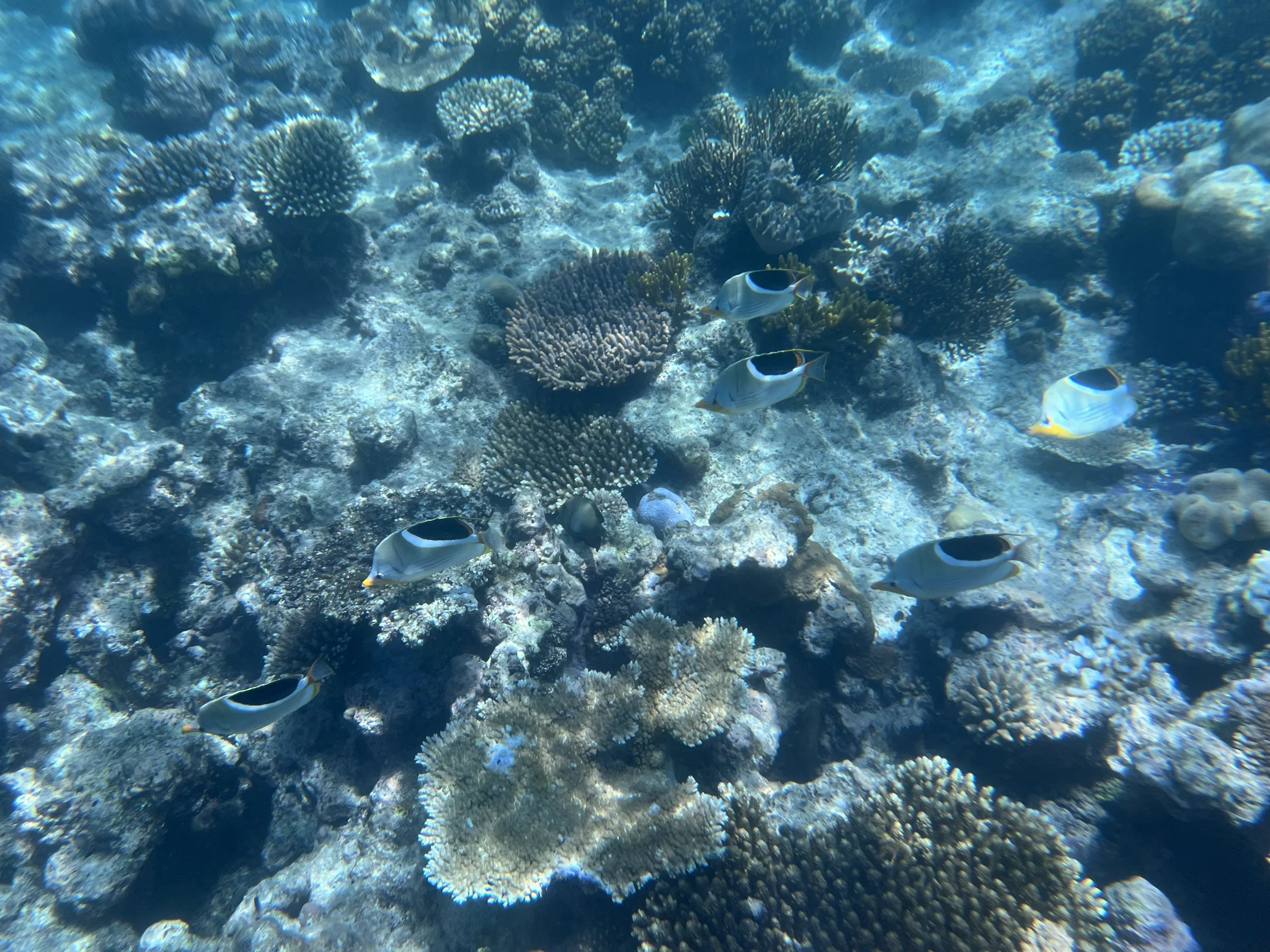 浮潜时遇到的海洋动物