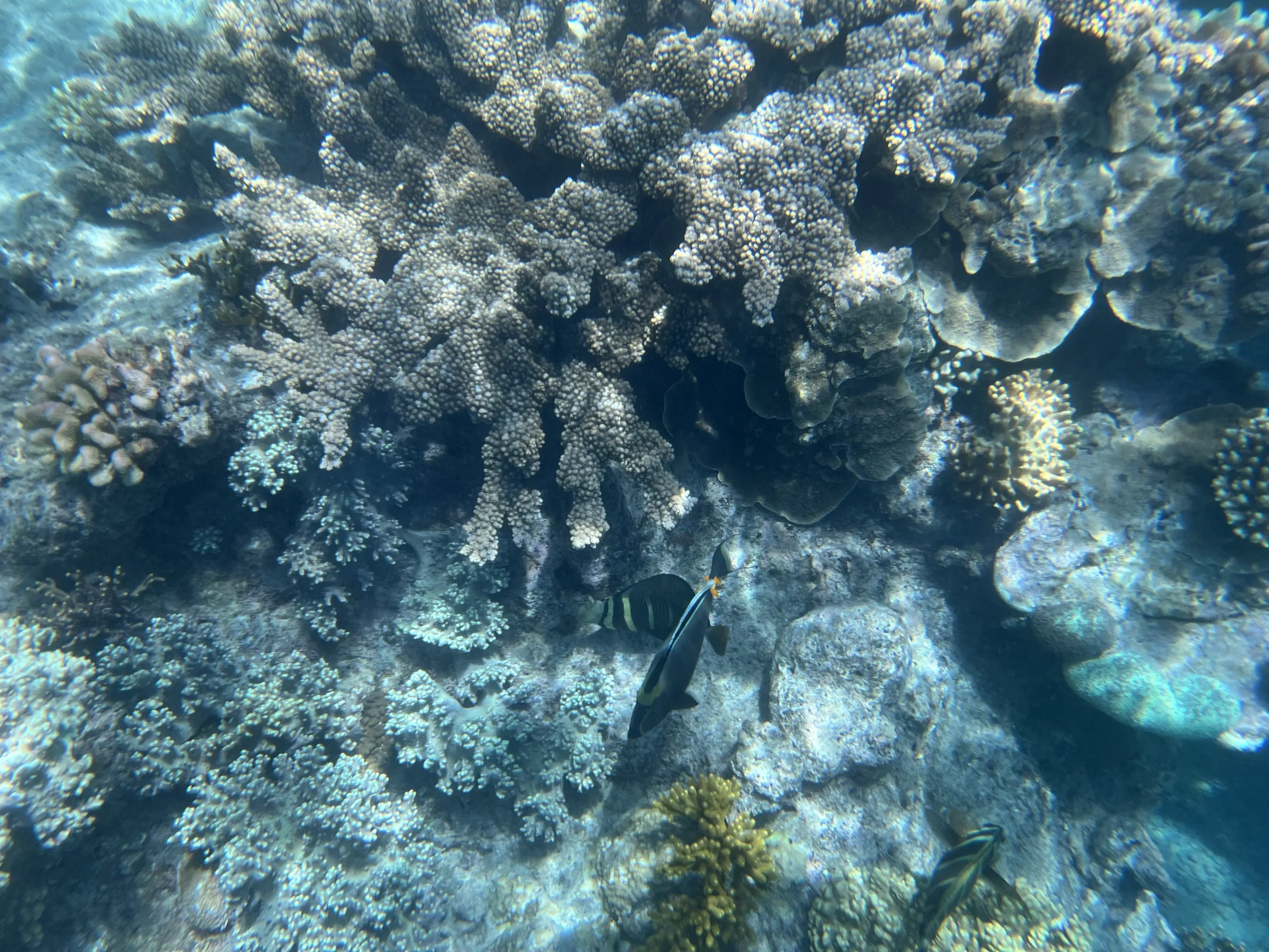 浮潜途中看到的热带鱼类