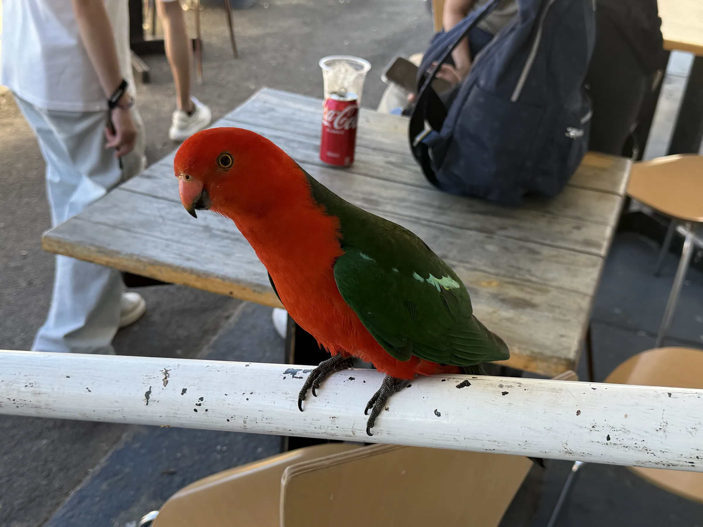 大洋路沿途餐厅门口不怕人的鸟