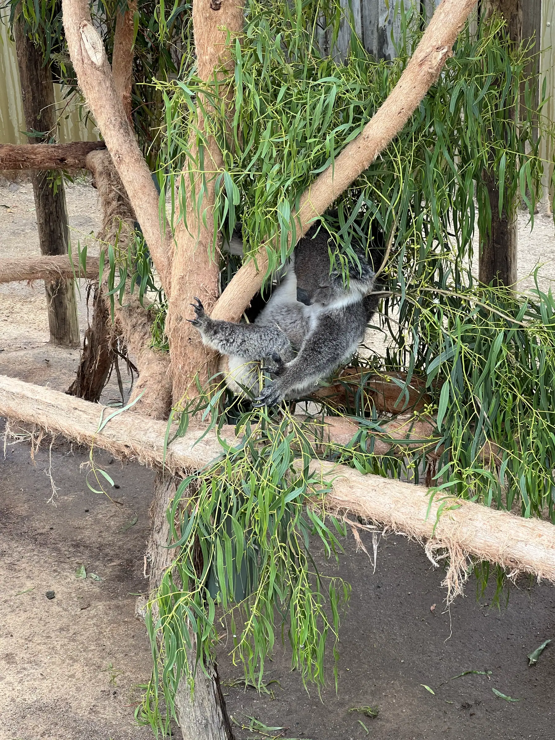 Maru考拉动物园中的考拉近景
