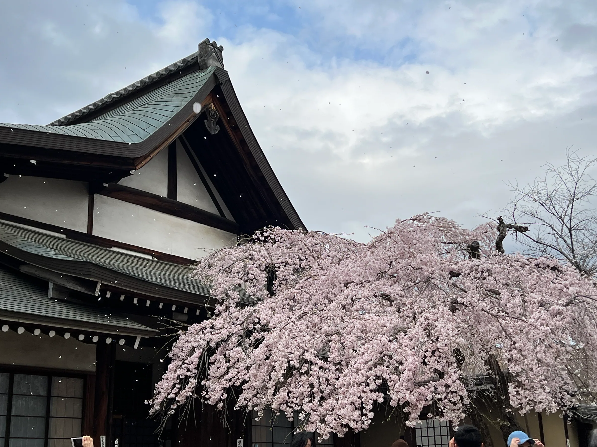 奈良公园里盛开的樱花树