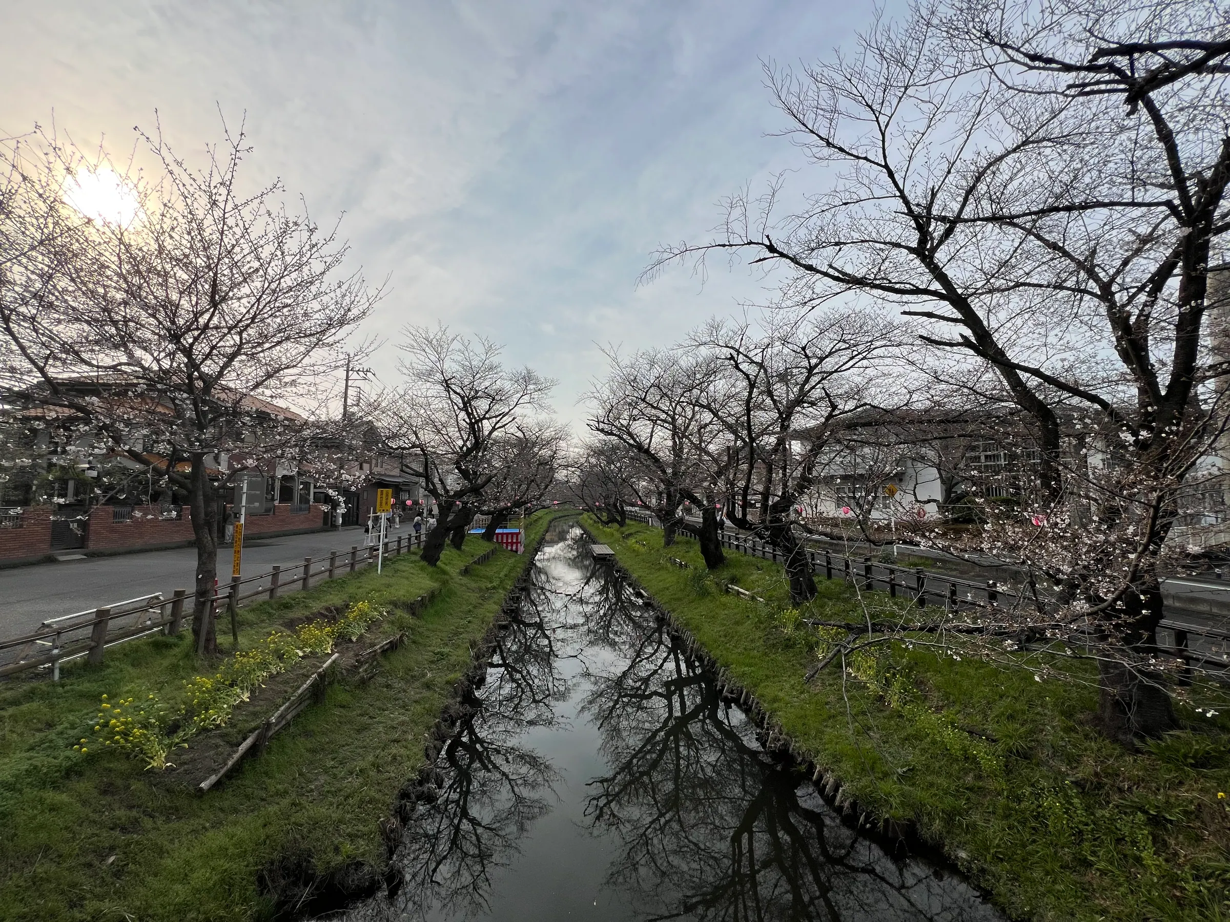 冰川町新河岸川沿岸的樱花
