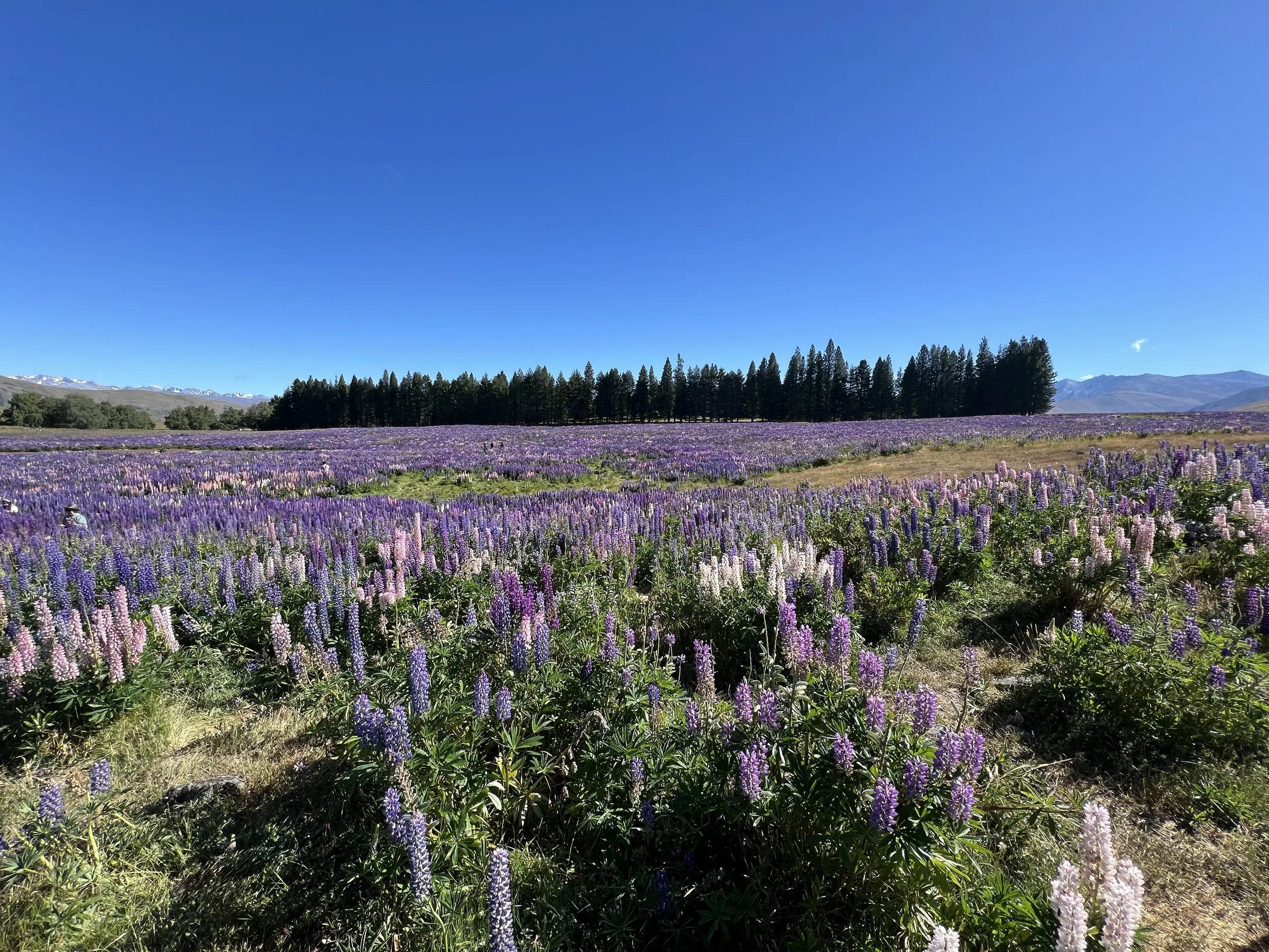 新西兰南岛漫山遍野的鲁冰花