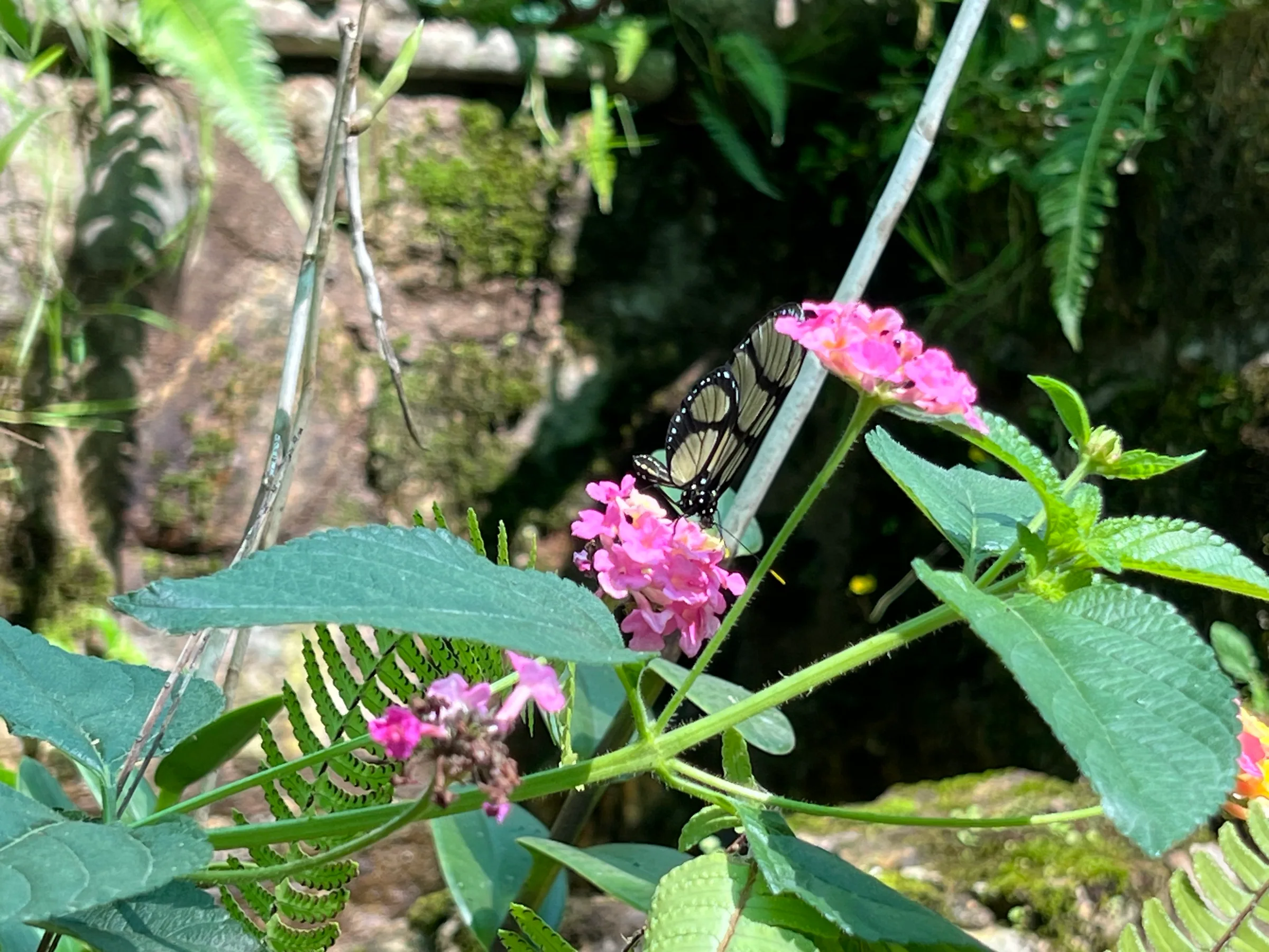 Mariposario of Machu Picchu 的蝴蝶